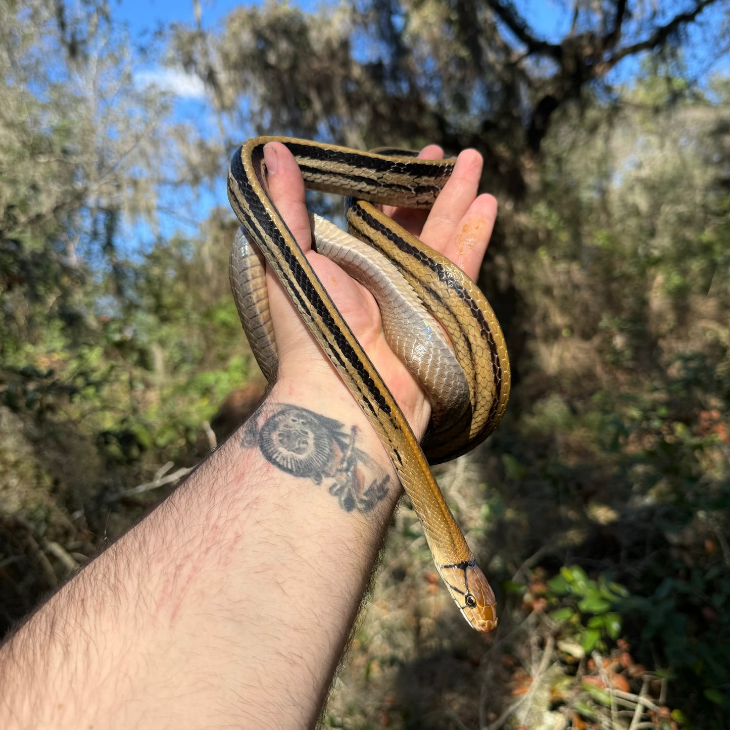 Radiated Rat Snake
