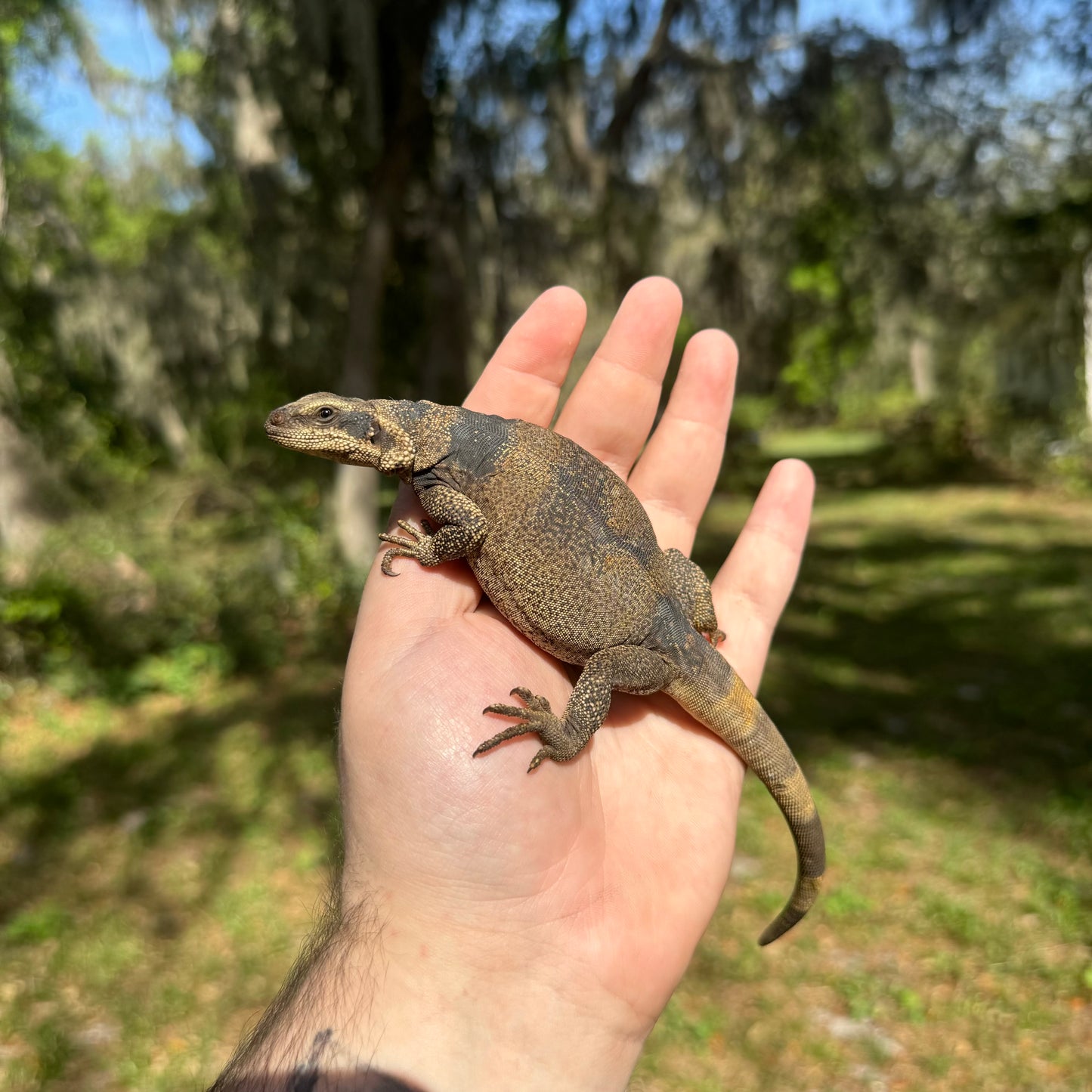 Juvenile Chuckwalla