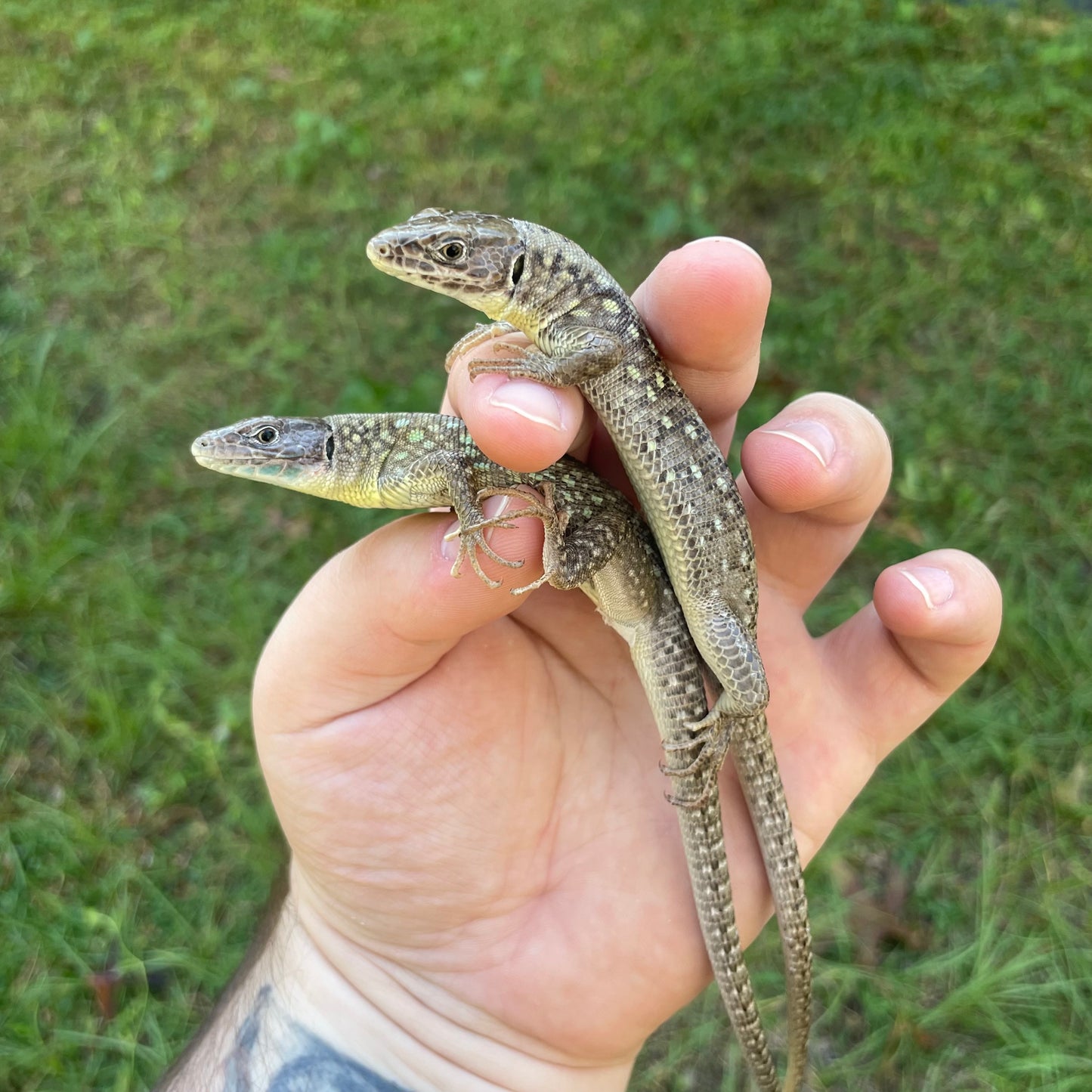 Red Throat Timon Kurdistanicus Sub Adult