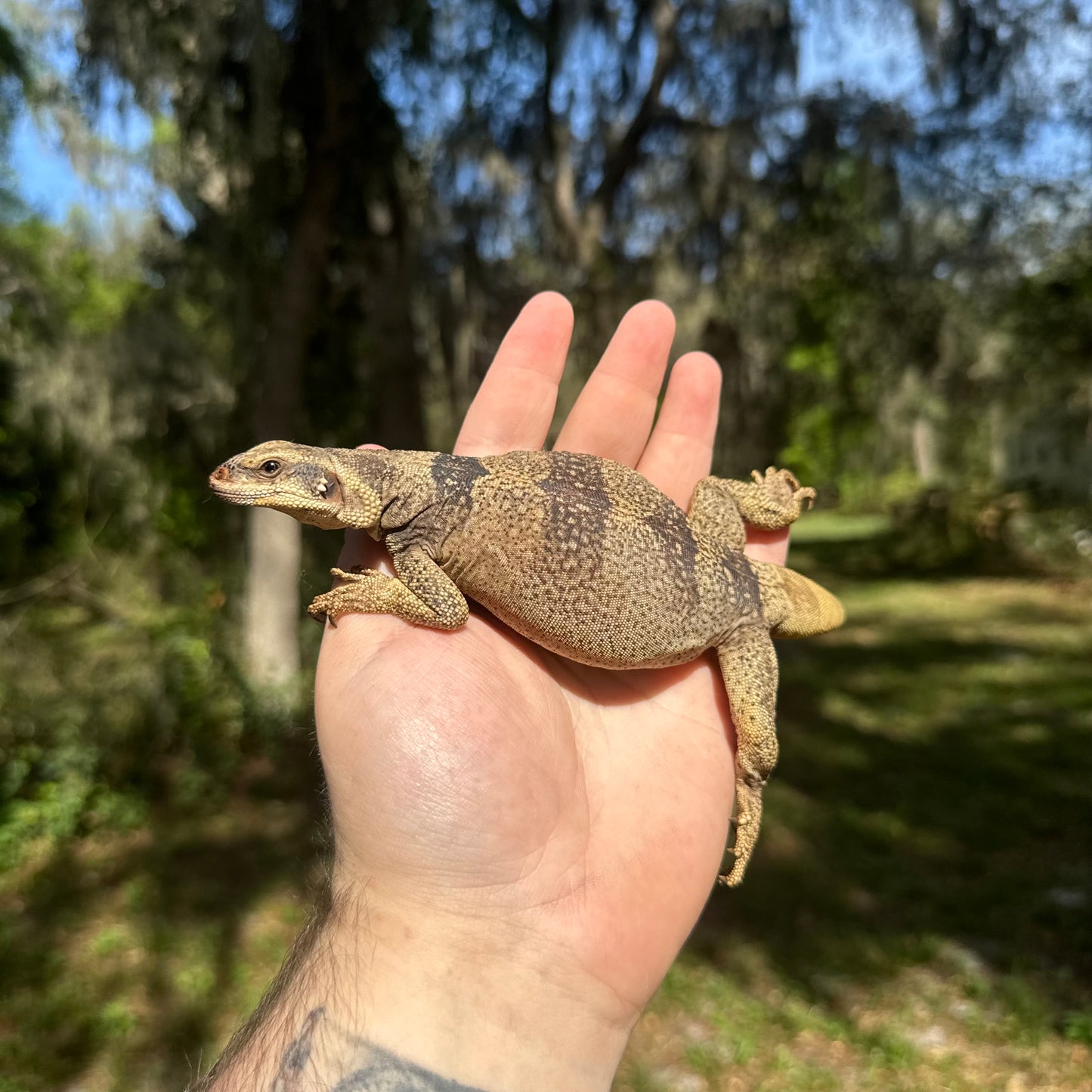 Red Back Chuckwalla