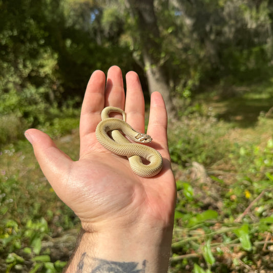 Artic Superconda Western Hognose Snake