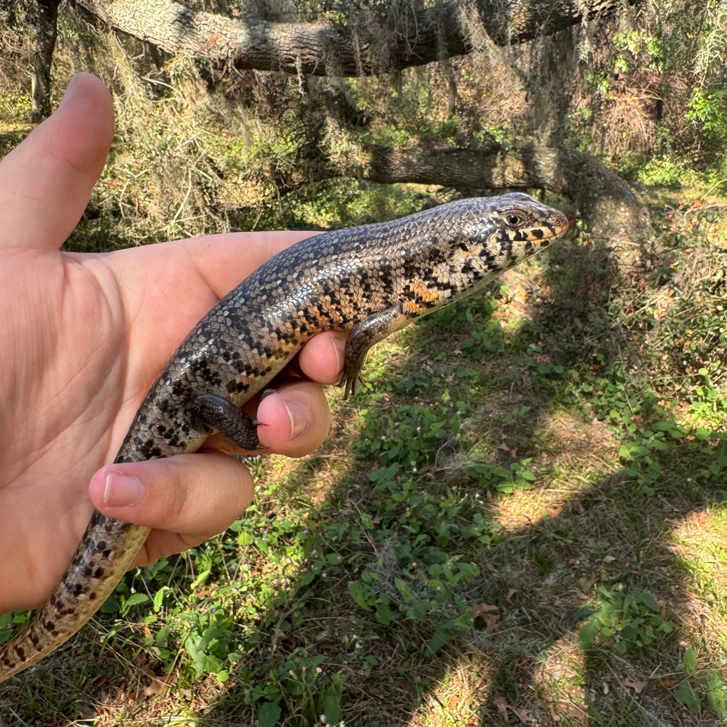 Kenyan Zebra Skink