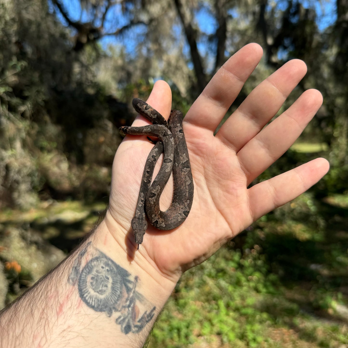 Indonesian Tree Boa