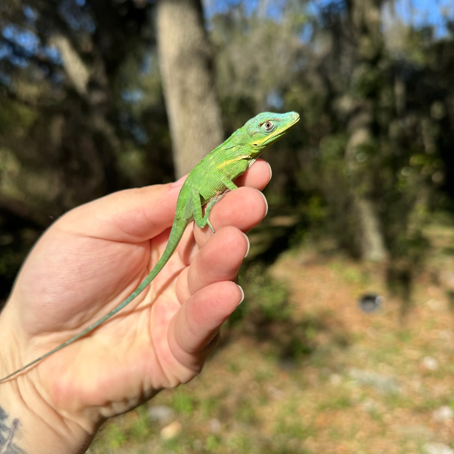 Baby Giant Blue Beauty Anole