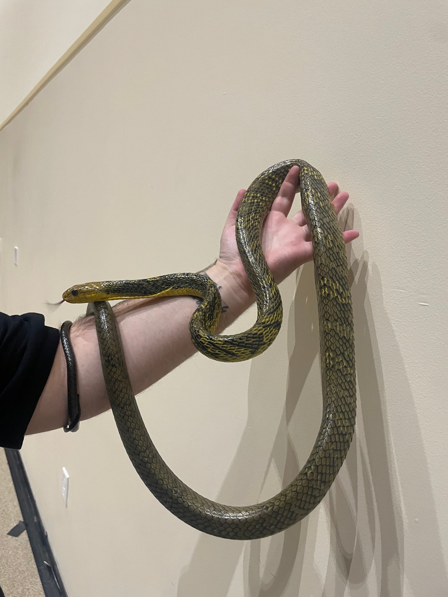 Amazon Puffing Snake