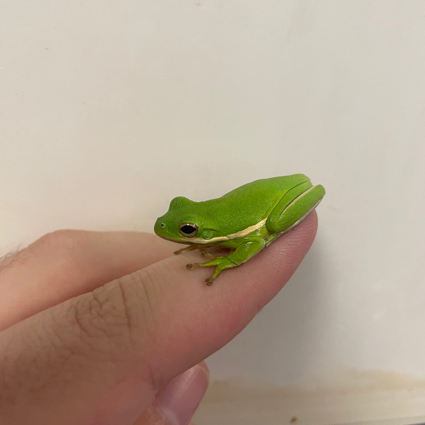 Green Tree Frog