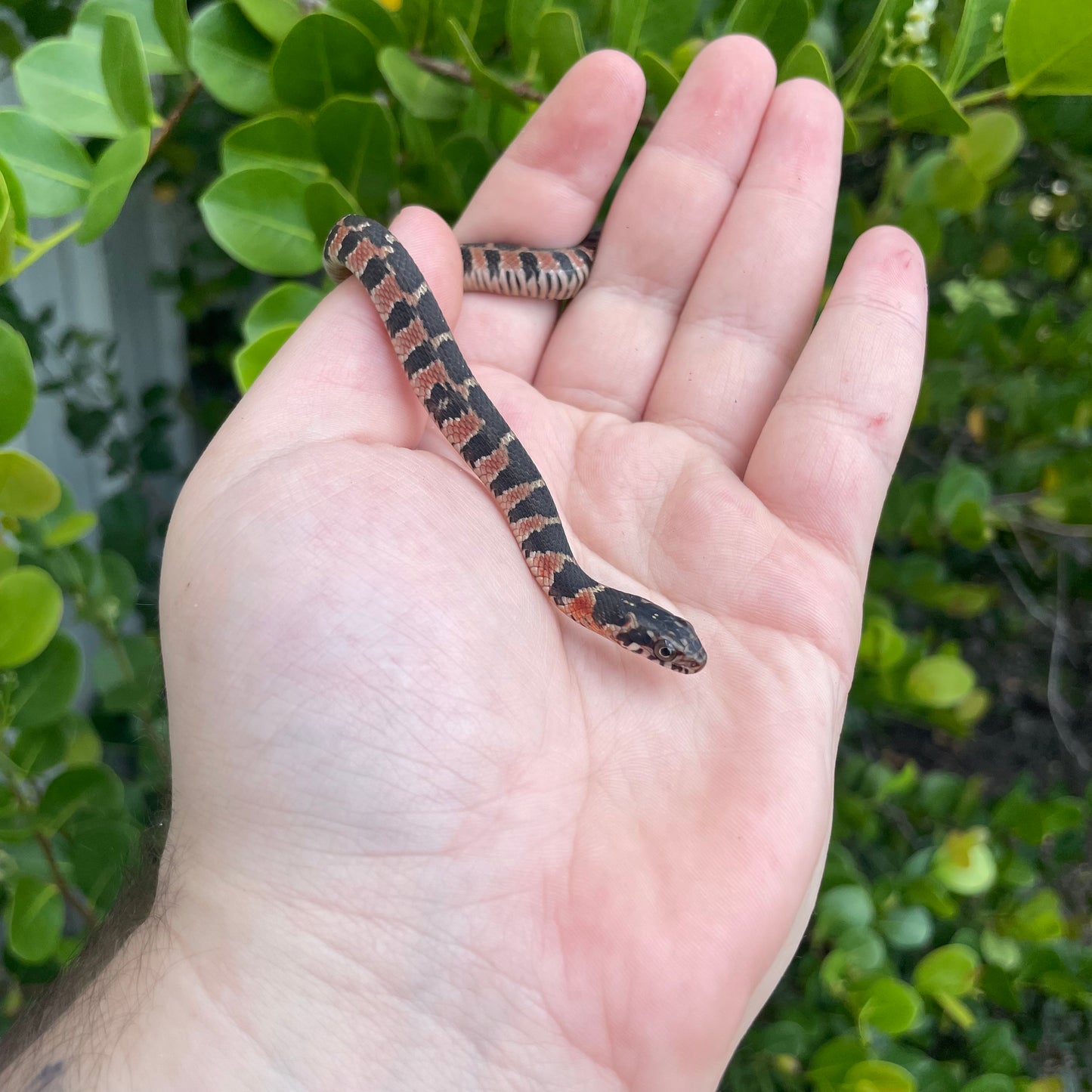 Plain Belly Water Snake