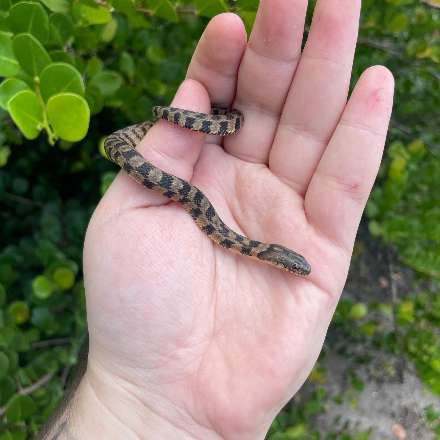 Baby Diamondback watersnake