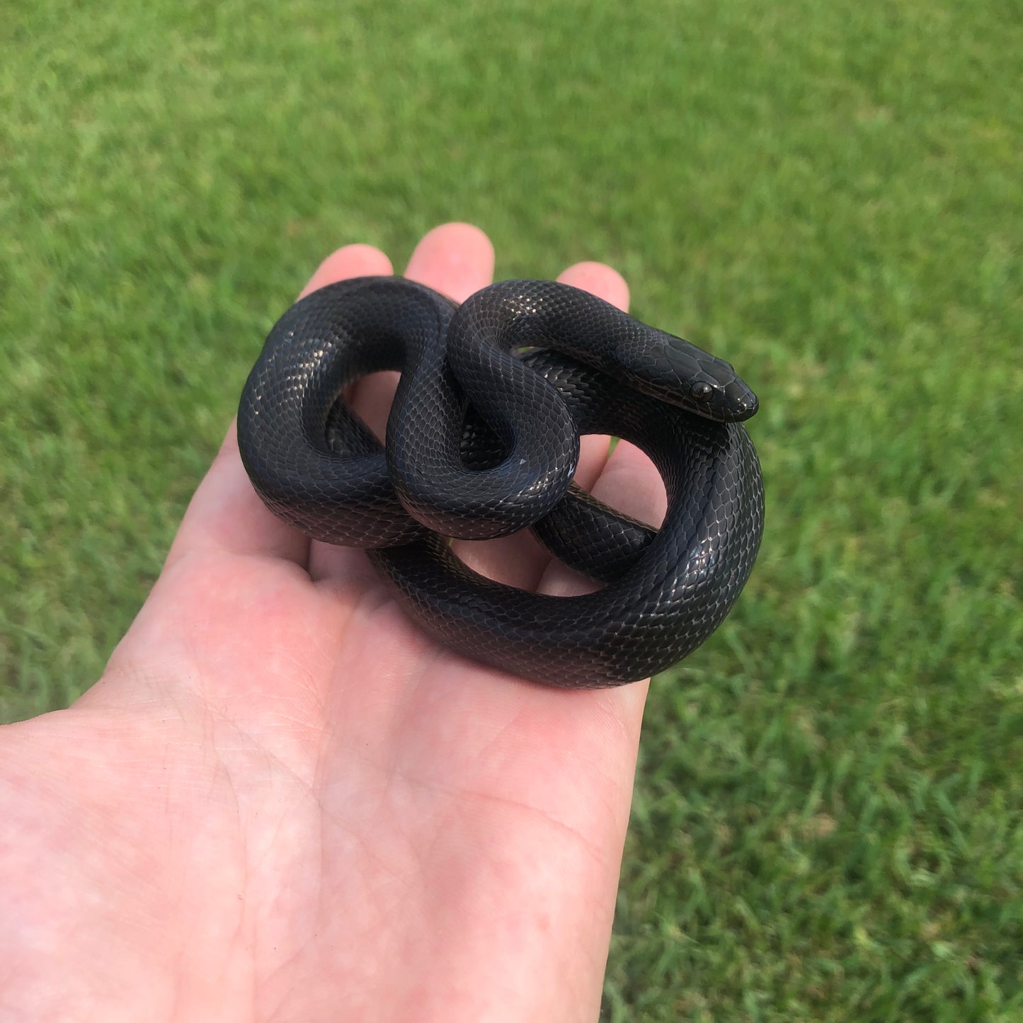 Black African House Snake