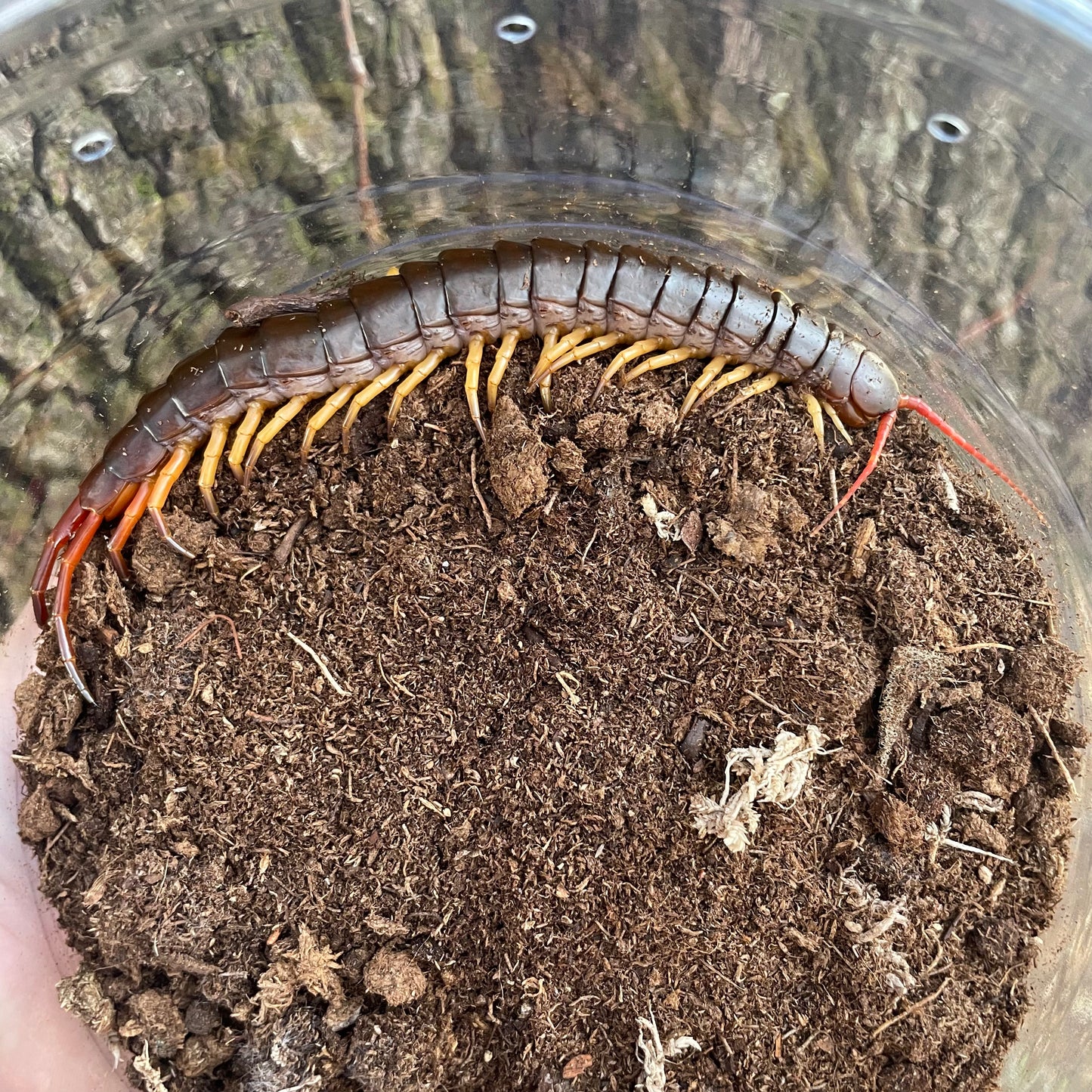 Vietnamese Centipede