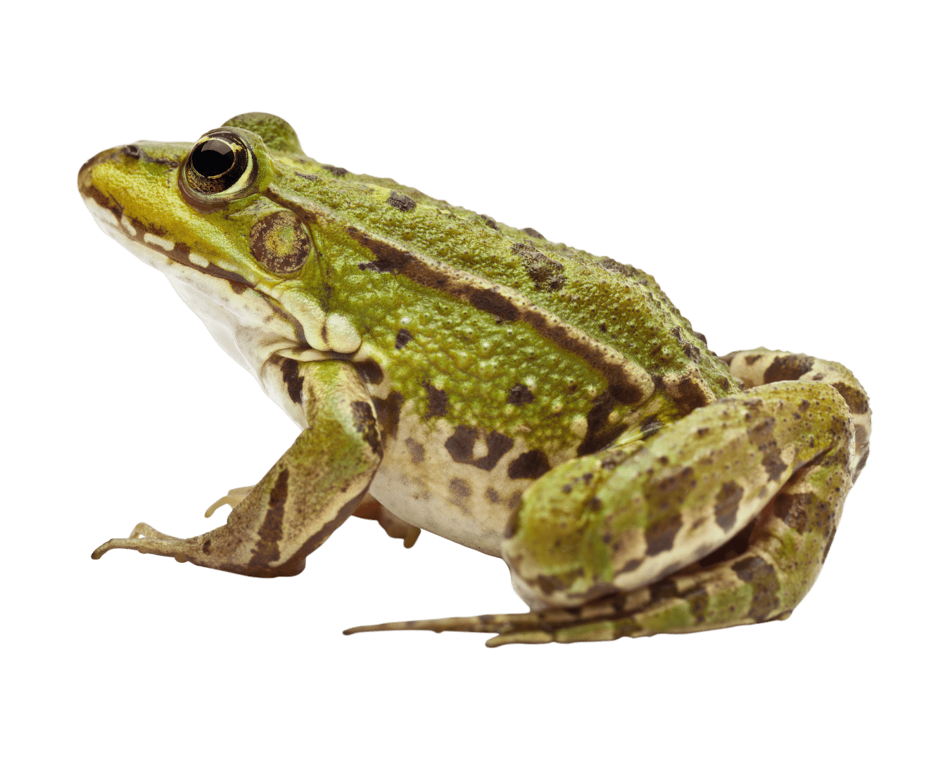 Amphibians For Sale