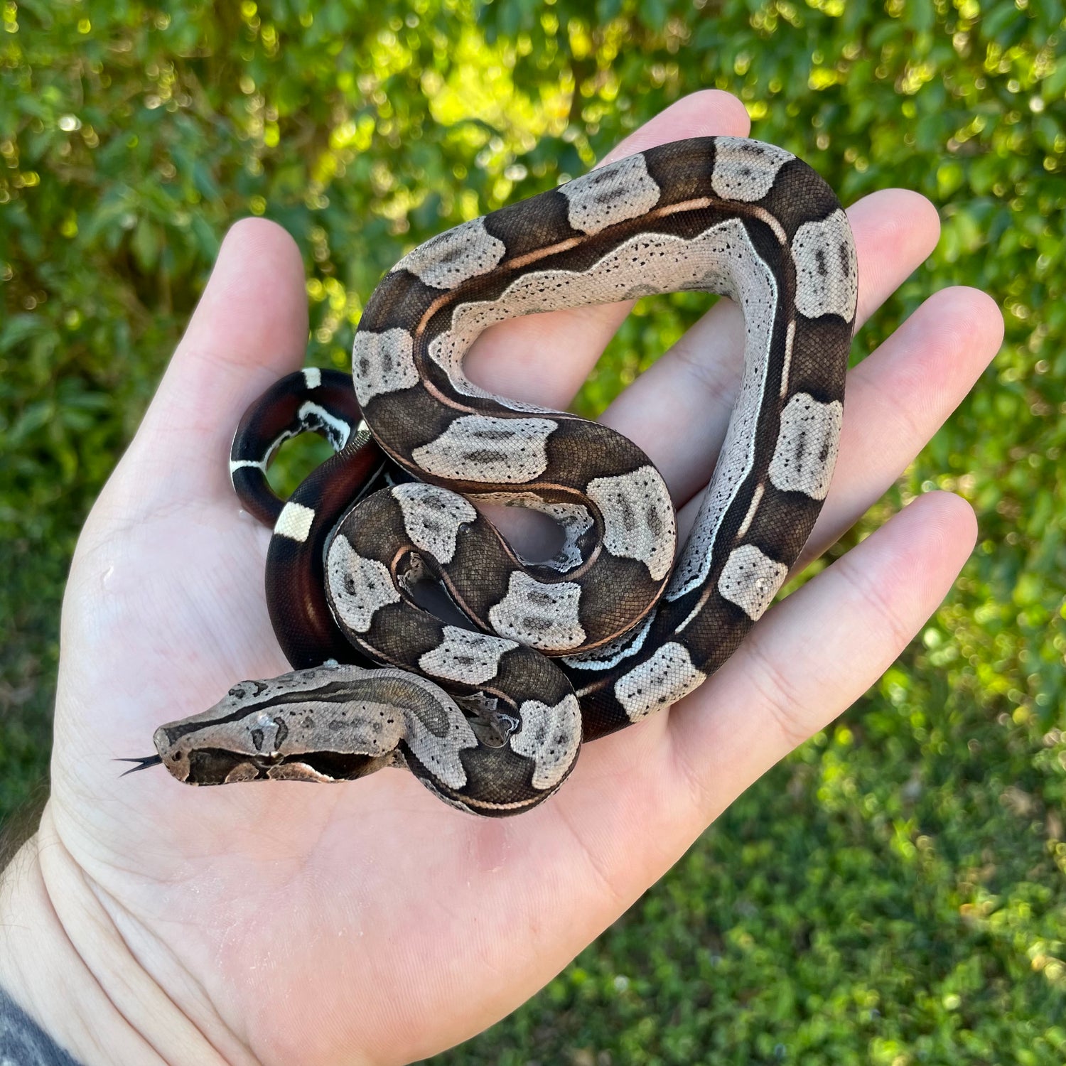 Red tail boas