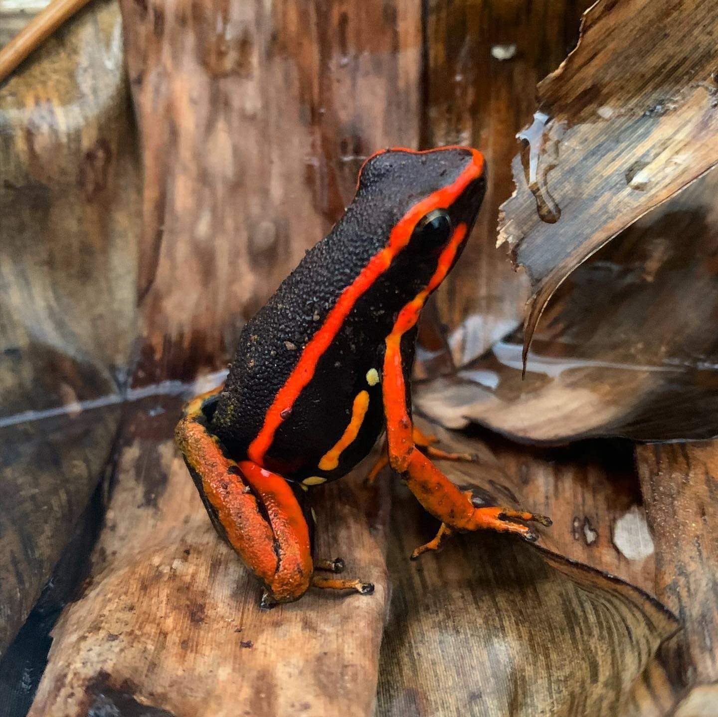 Dart frogs