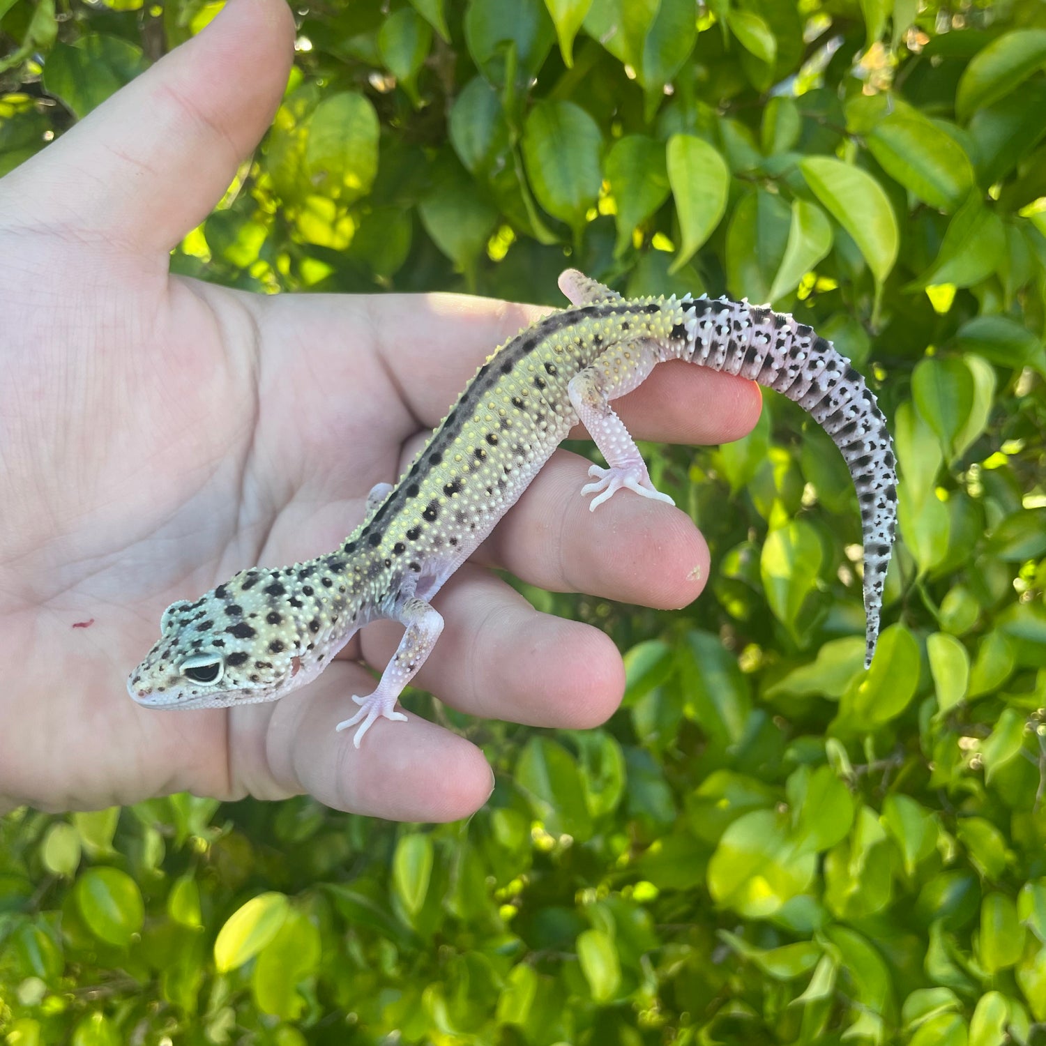 Leopard geckos