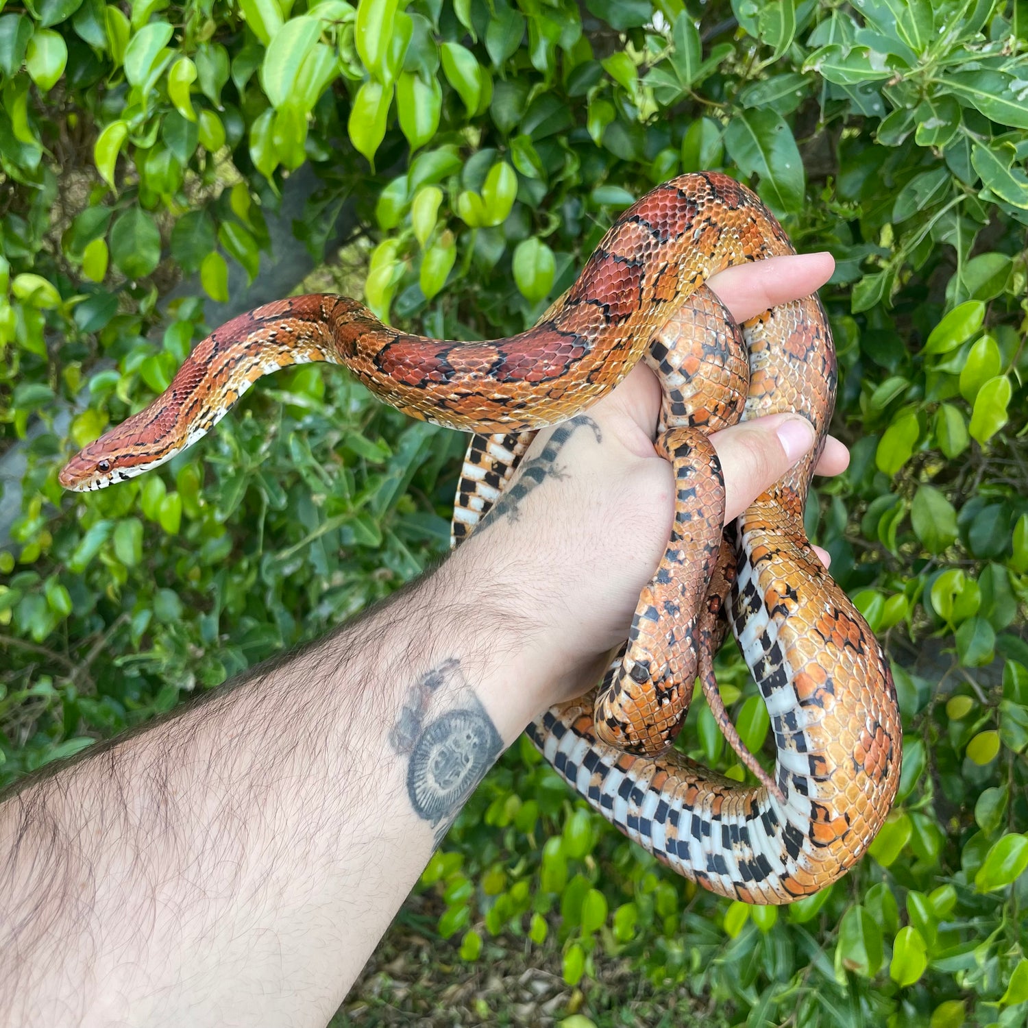 Corn Snakes