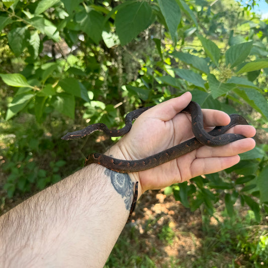 Solomon Island Tree Boa