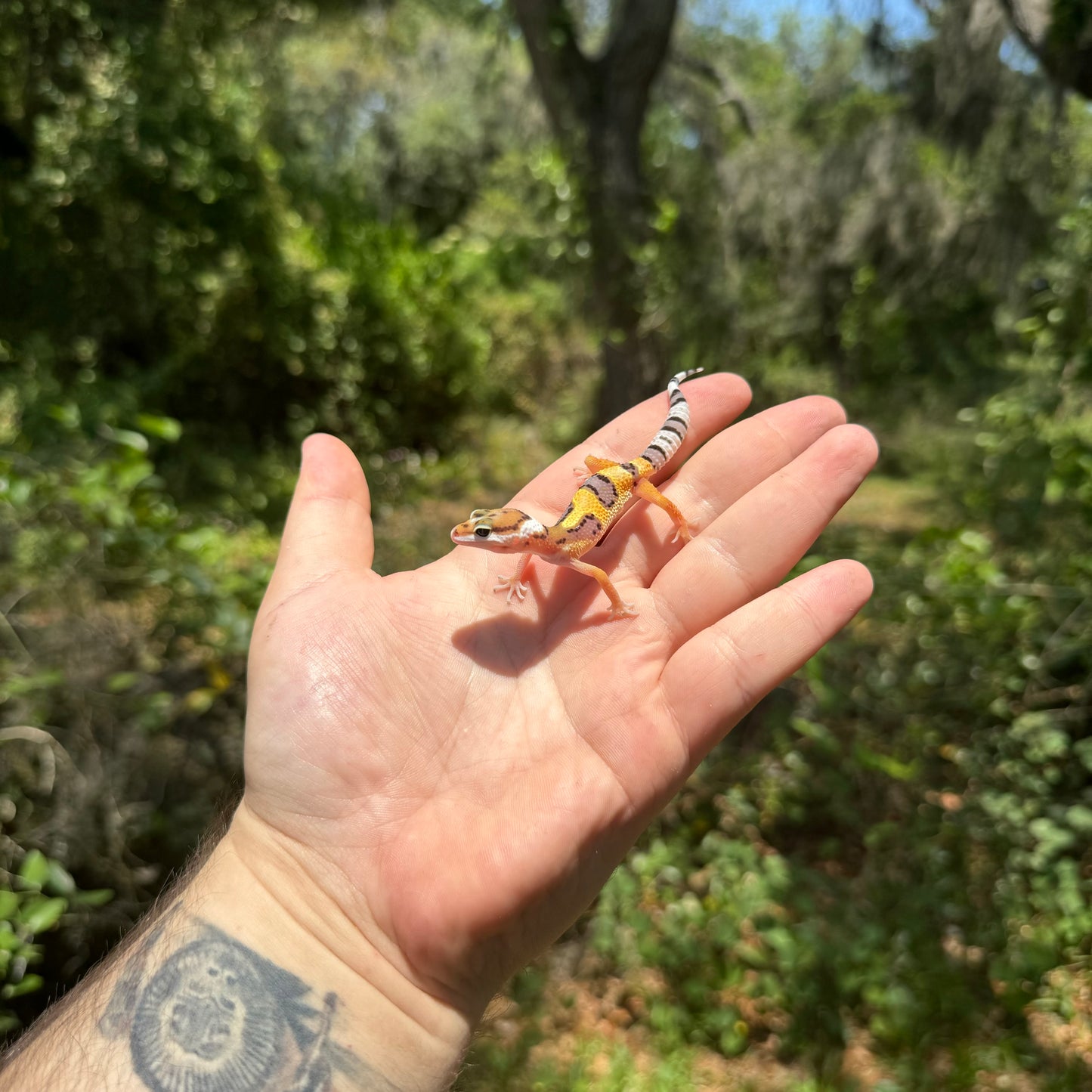 Baby Normal Leopard Gecko