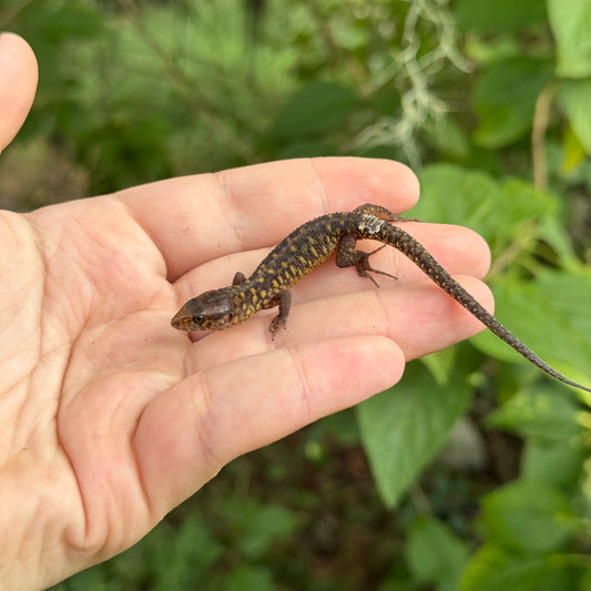 Baby Yellow Spotted Night Lizard