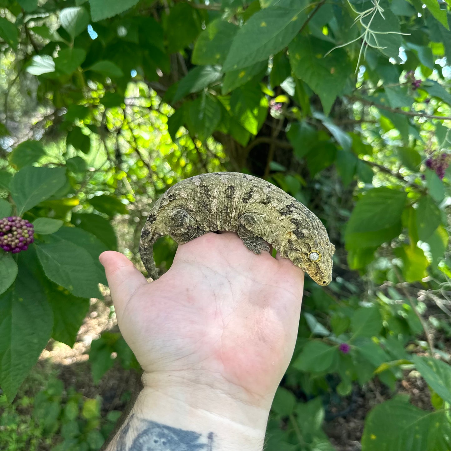 Adult Female Nu ana x Nu ami Leachianus Gecko