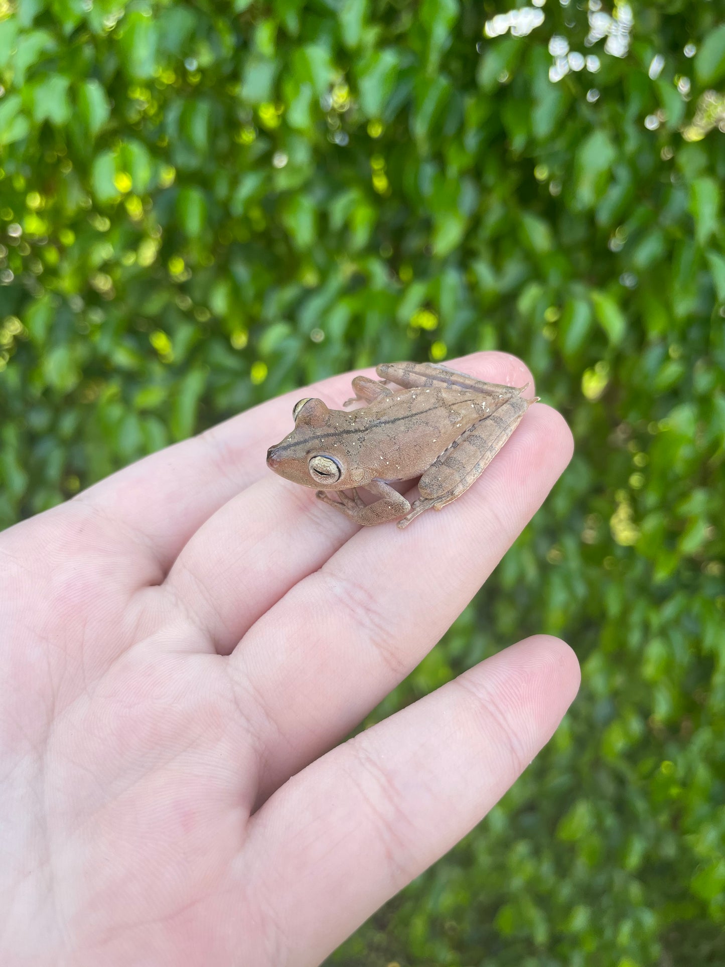 Convict Tree Frog