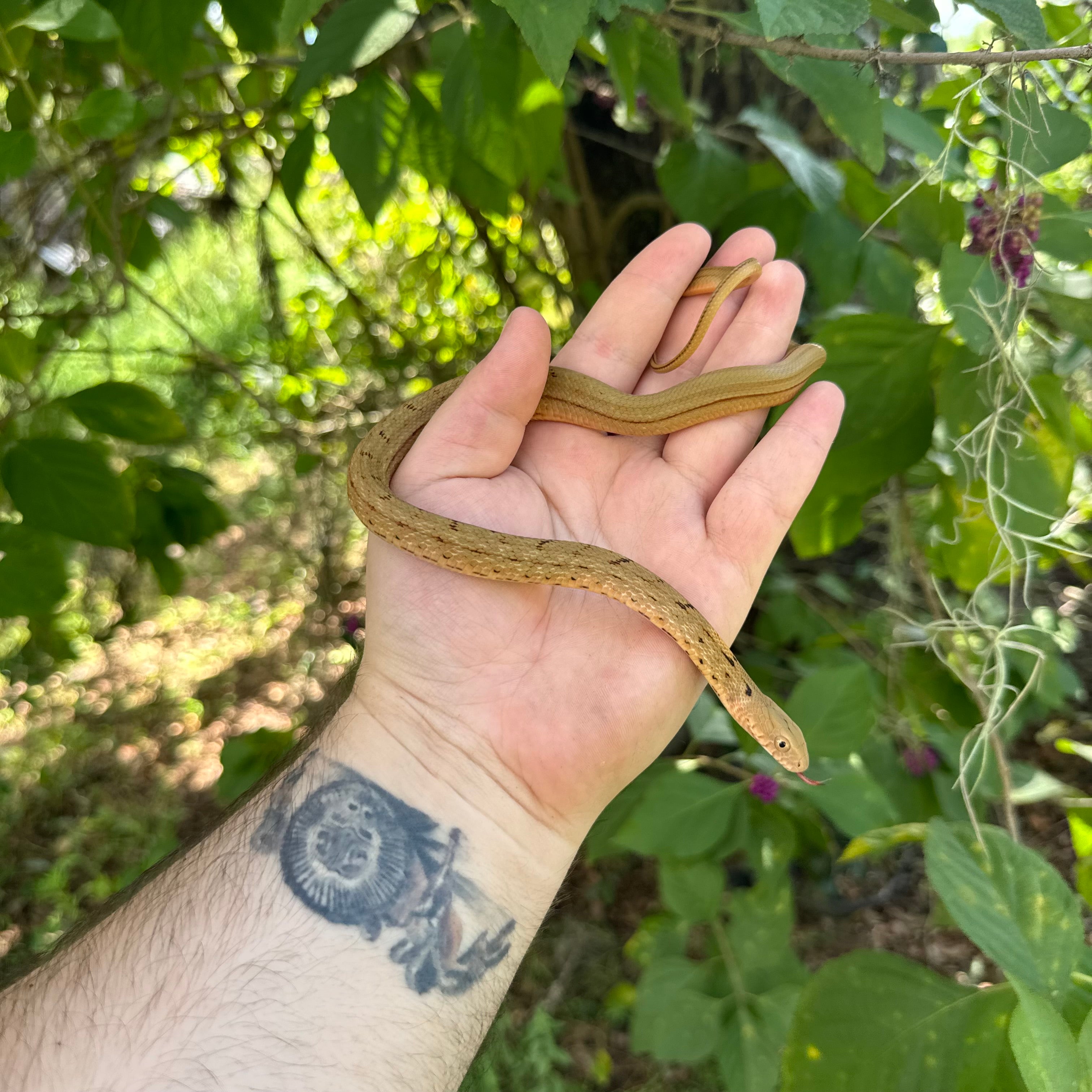 Baby Chinese King Rat Snake For Sale – O.T.W Exotics