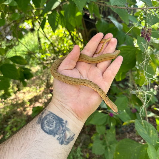 Baby Chinese King Rat Snake