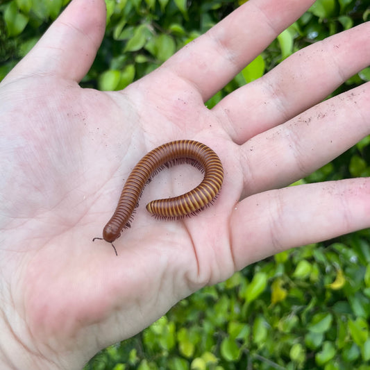 Gold Desert Millipede