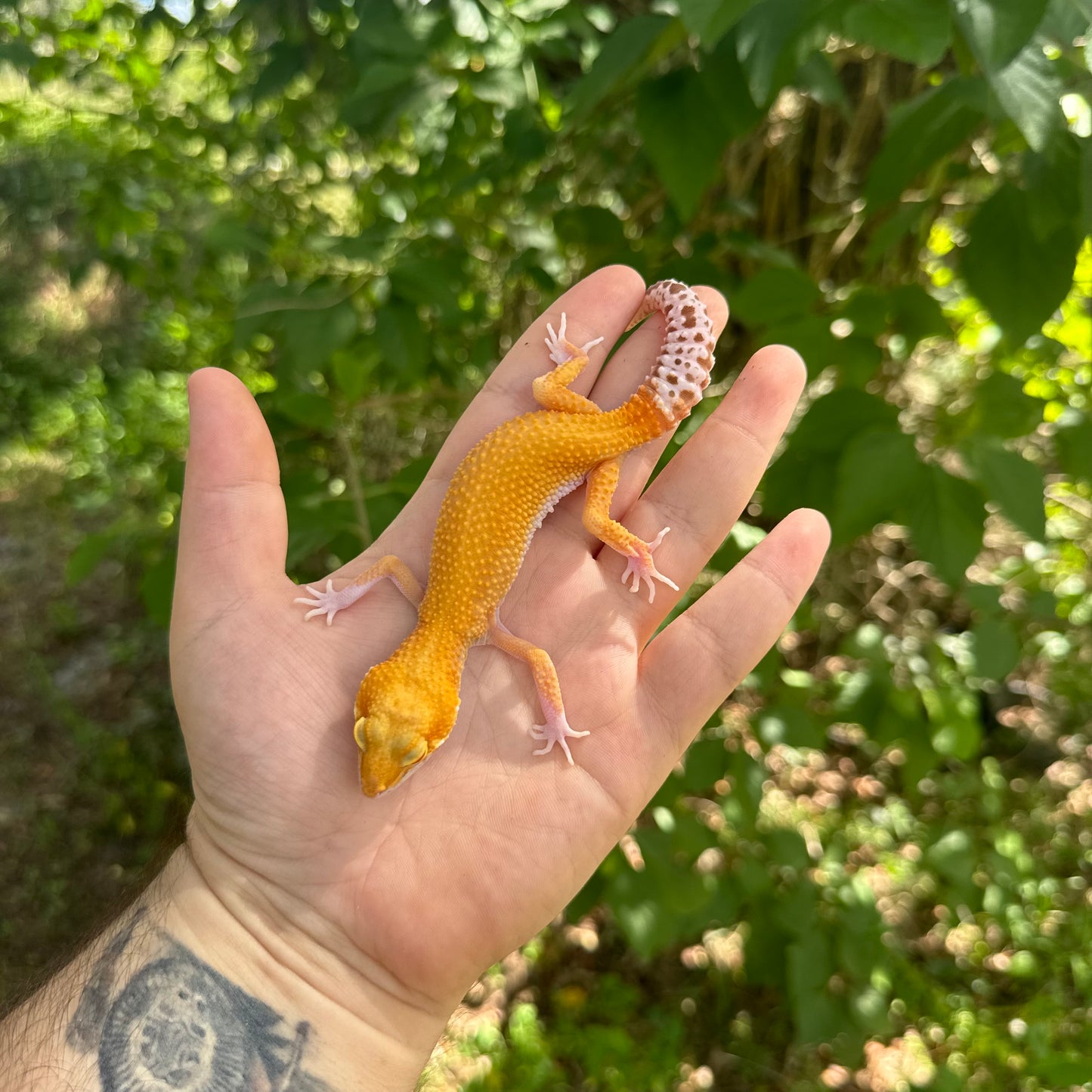 Juvenile Snake Eye Raptor Leopard Gecko