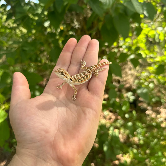 Baby Normal Bearded Dragon