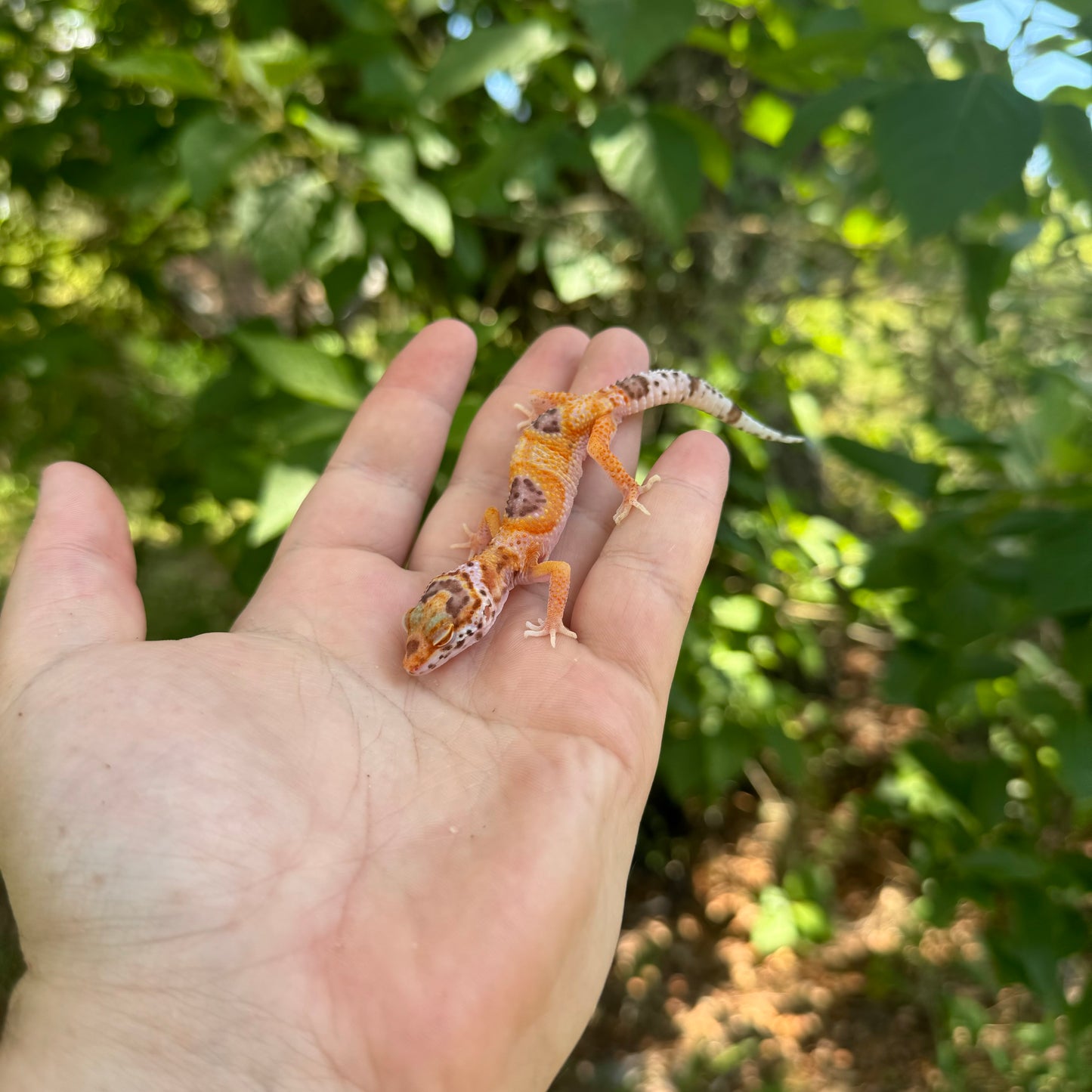 Baby Albino Clown Leopard Gecko