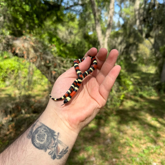 Baby Pueblan Milk Snake