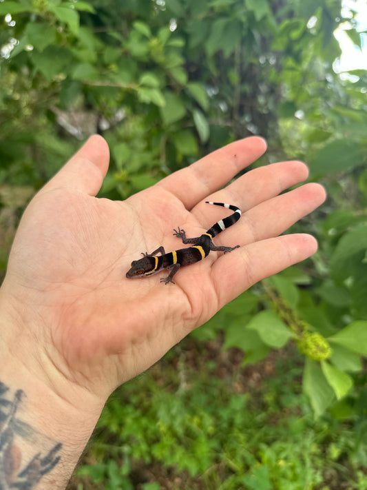 Chinese Cave Gecko