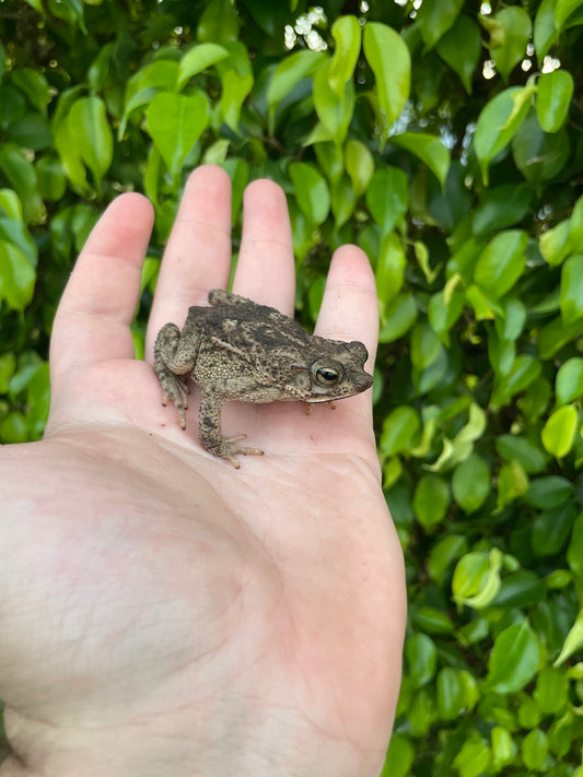 Marbled Toad