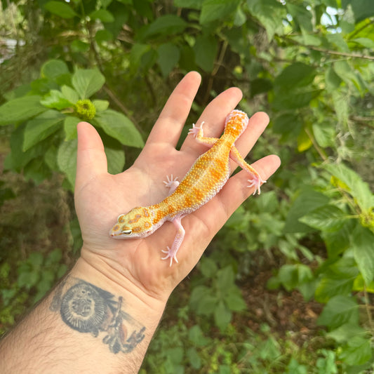 Adult White and Yellow Leopard Gecko