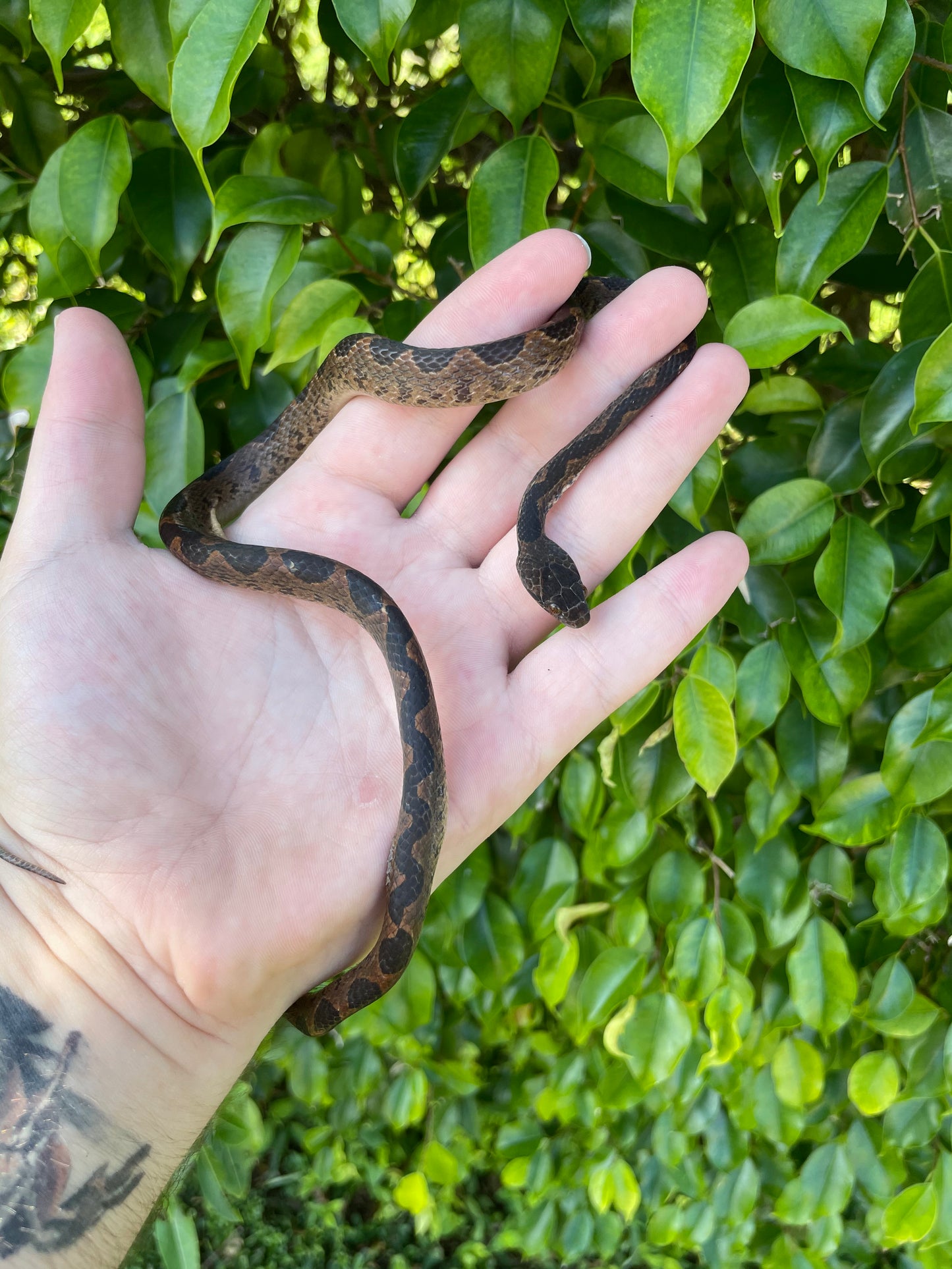 Suriname Cat Eyed Snake