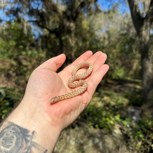 Baby Albino Florida Kingsnake