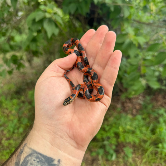 Baby High Red Goini Kingsnake