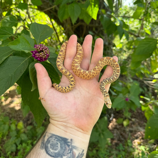 Baby Hypo Stillwater Bullsnake