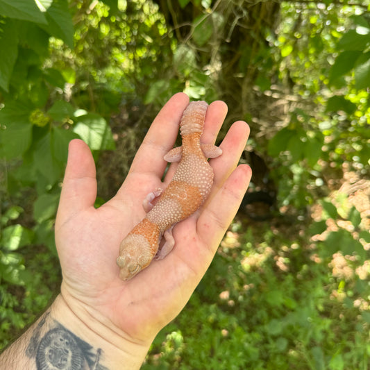 Adult Banded Albino African Fat Tail Gecko