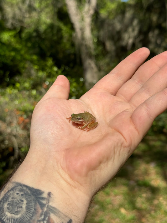 Baby Snowflake Whites Tree Frog