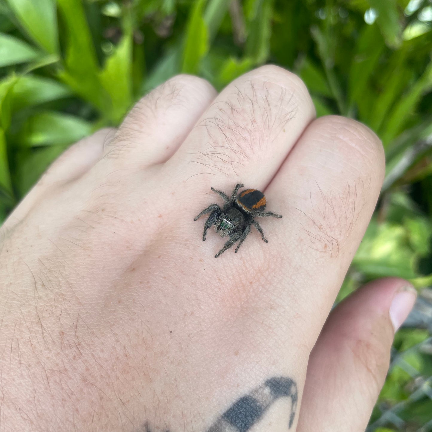 Red Backed Jumping Spider