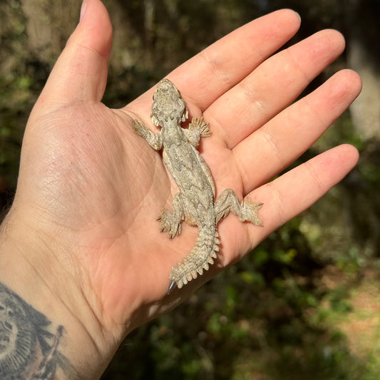 Flying Gecko