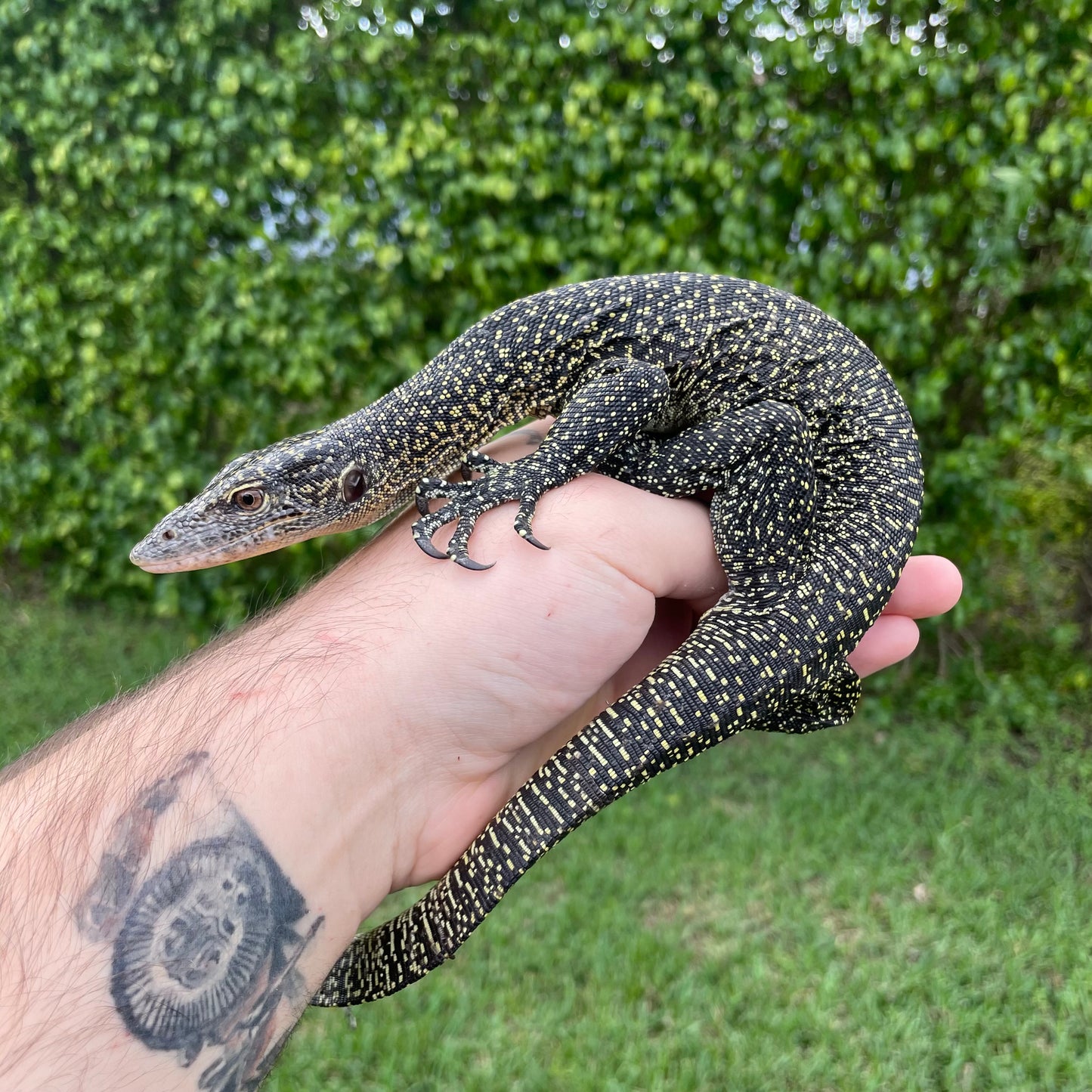 Solomon Island Mangrove Monitor