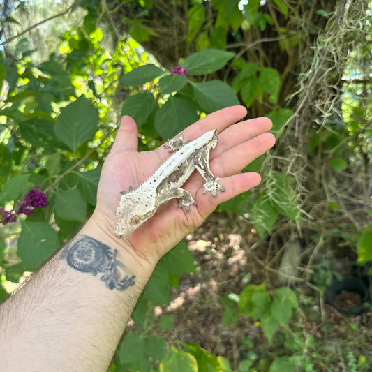 Adult Male Lily White Crested Gecko