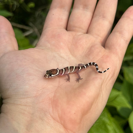 Baby Central American Banded Gecko