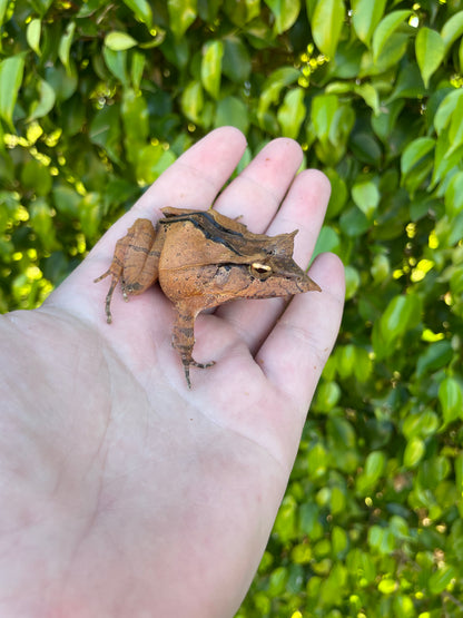 Solomon Island Leaf Frog