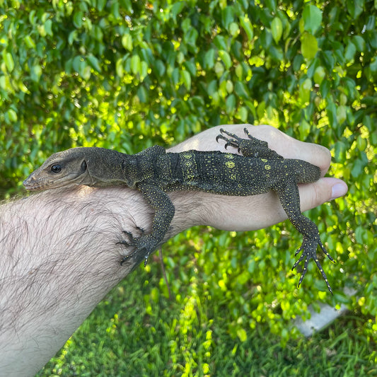 Spiny Neck Monitor