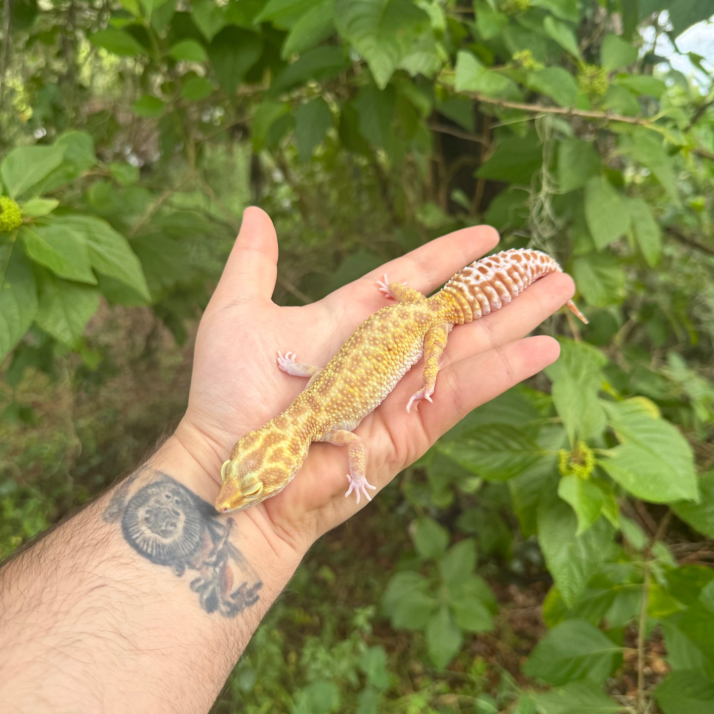 Adult Raptor Leopard Gecko