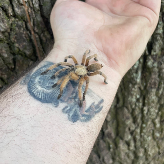 Rio Grande Gold Tarantula