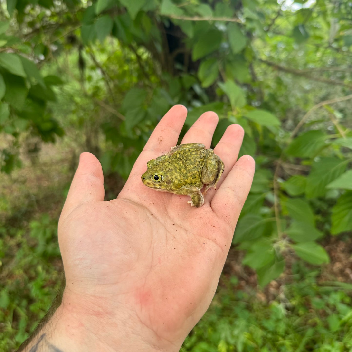 Couch’s Spadefoot